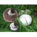 Мицелий Шампиньона лугового/ Шампиньон обыкновенный (Agaricus campestris)